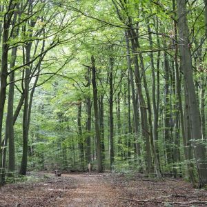 Wald Hainich - 10239593