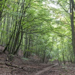 Wald Hainich - 10239632
