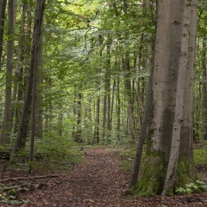 Wald Hainich - 10239670