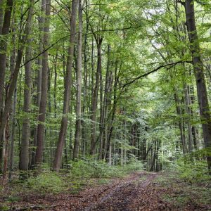 Wald Hainich - 10239674