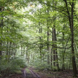 Wald Hainich - 10239676