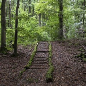 Wald Hainich - 10239716