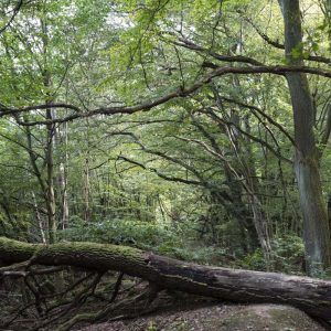 Wald Hainich - 10239906