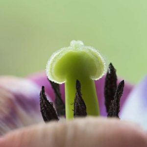 Tulpe Stempel - 04163772