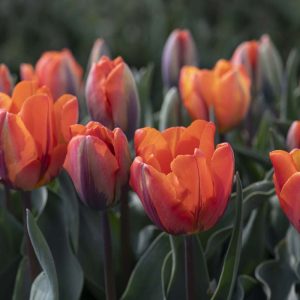 Tulpen rotorange - 04214575