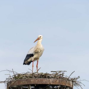 Storch - 03252614