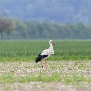 Storch - 04233099