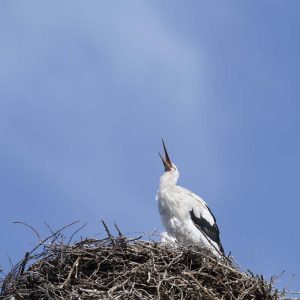 Storch - 10230031