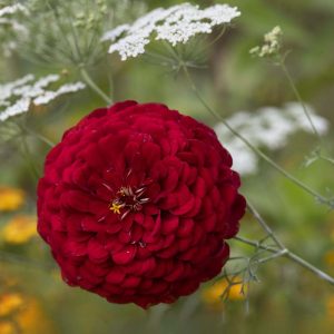 Zinnie rot - 08250017