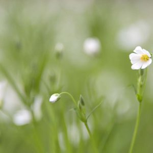 Sternmiere - 04233066