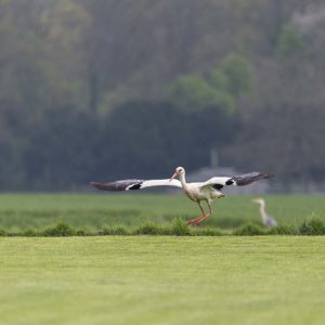 Storch - 04233086