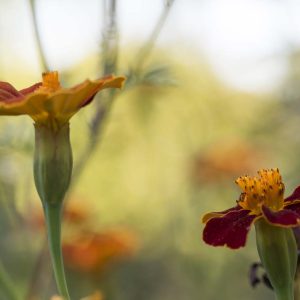 Tagetes - 08162026