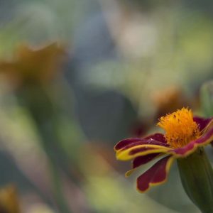 Tagetes - 08162034