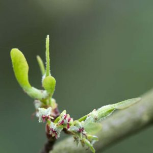 Silberahorn Blüte und Flügelfrucht - 04140206k