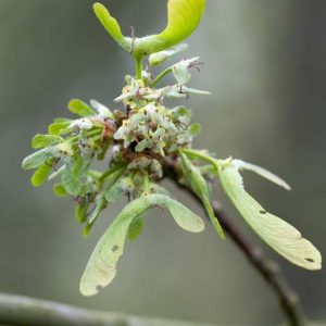 Silberahorn Flügel - 04140176k