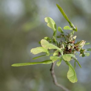 Silberahorn Flügel - 04140508k