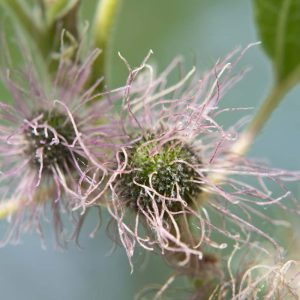 Papiermaulbeerbaum weibliche Blüte - 06195084