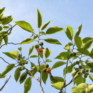 Papiermaulbeerbaum - 07181402