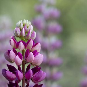 Lupine - 05260087
