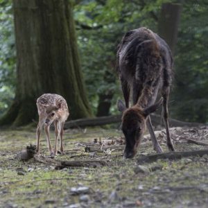 Reh mit Kitz - 06261023