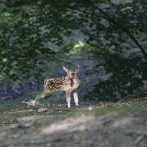 Rehkitz - 06260885