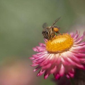 Strohblume - 09250089