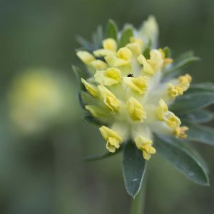 Wundklee - 05260055
