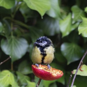 Kohlmeise Jungvogel - 08263217