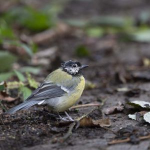 Kohlmeise Jungvogel - 08263227