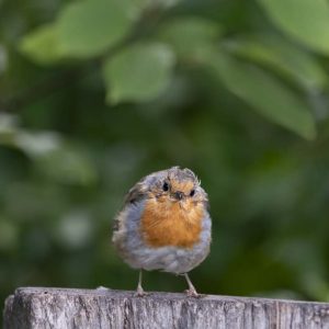 Rotkehlchen Jungvogel - 08263204