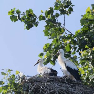 Storch Jungstörche - 07261623