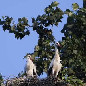 Storch Jungstörche - 08262802