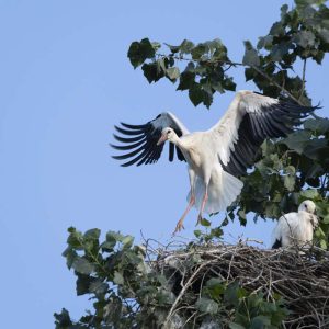 Storch Jungstorch Flugübung - 08262719