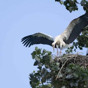 Storch Jungstorch Flugübung - 08262726